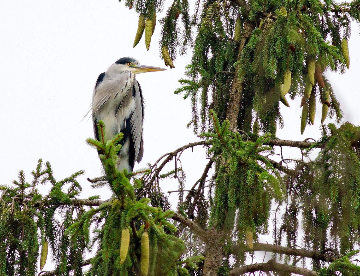 Un Airone Nel Mio Giardino!