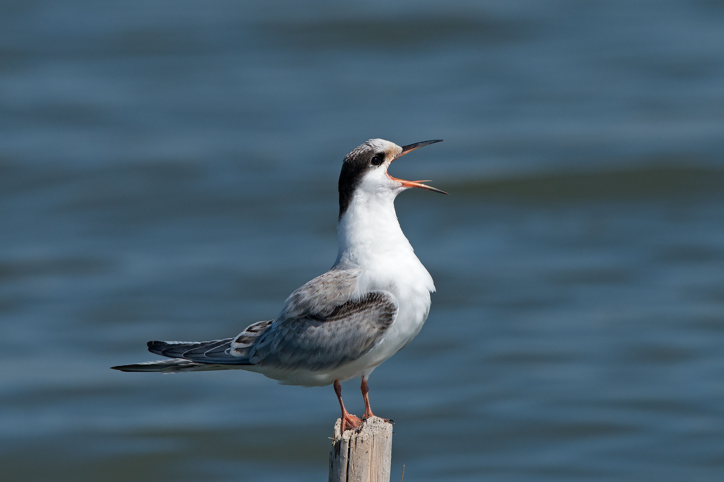 giovane involato di sterna comune