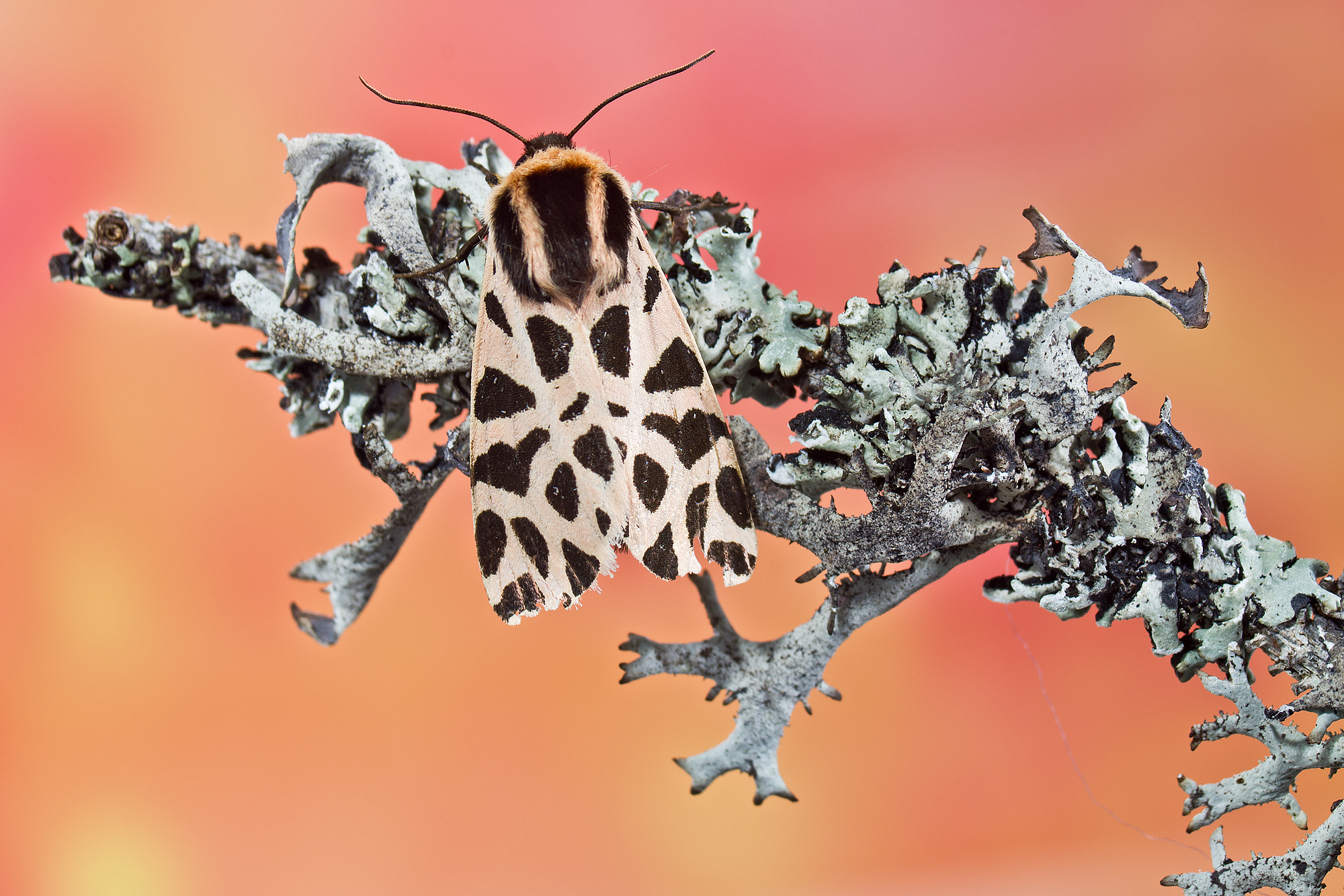 Cymbalophora pudica (Esper, [1785]) - Arctiidae