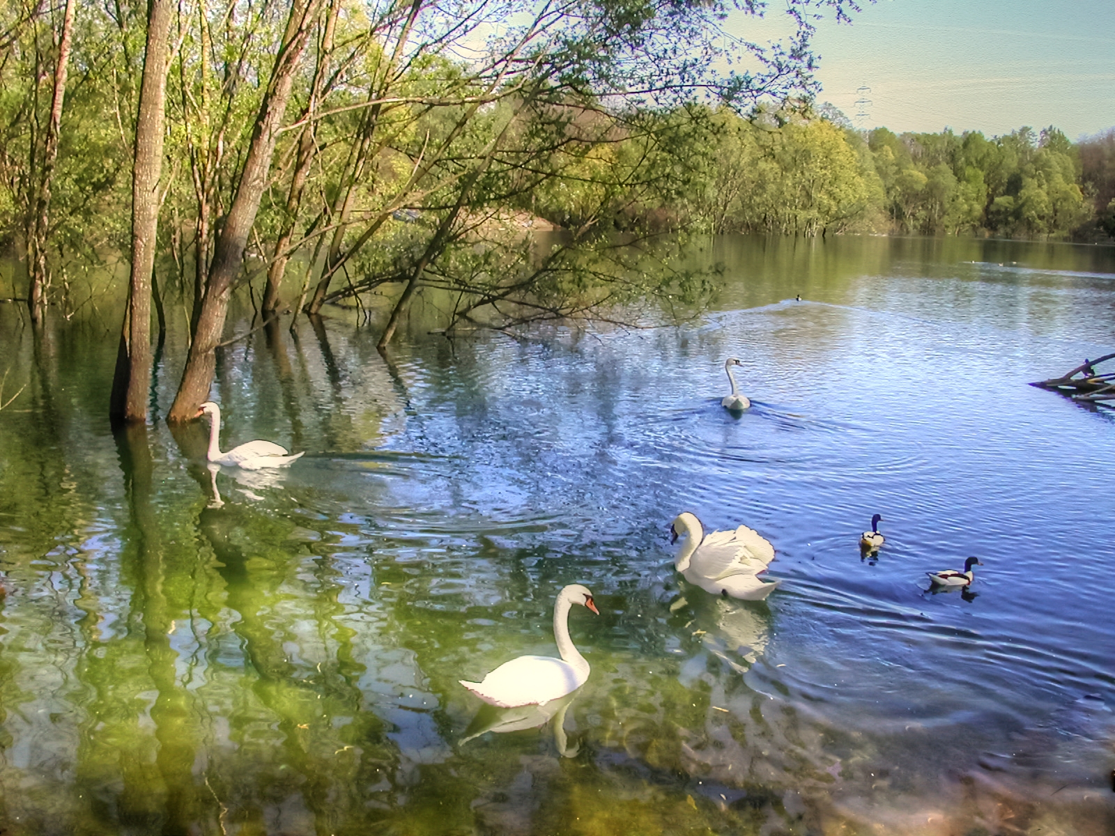 Swans Lake