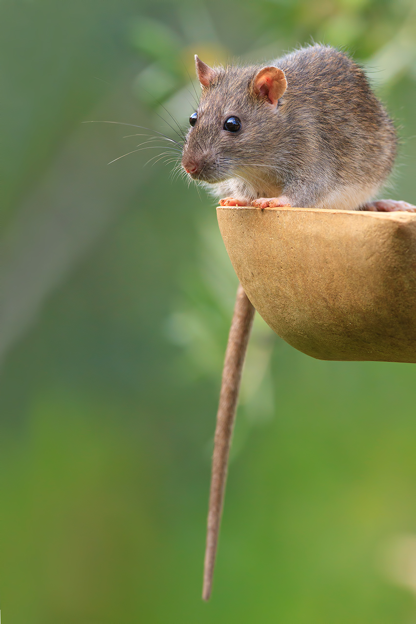 Ratto delle chiaviche