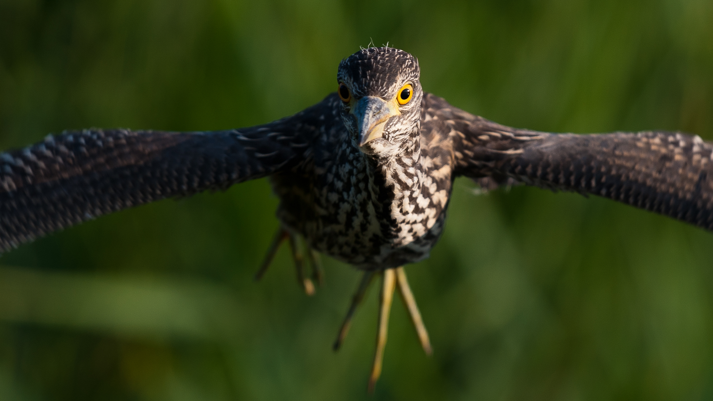 incontro ravvicinato