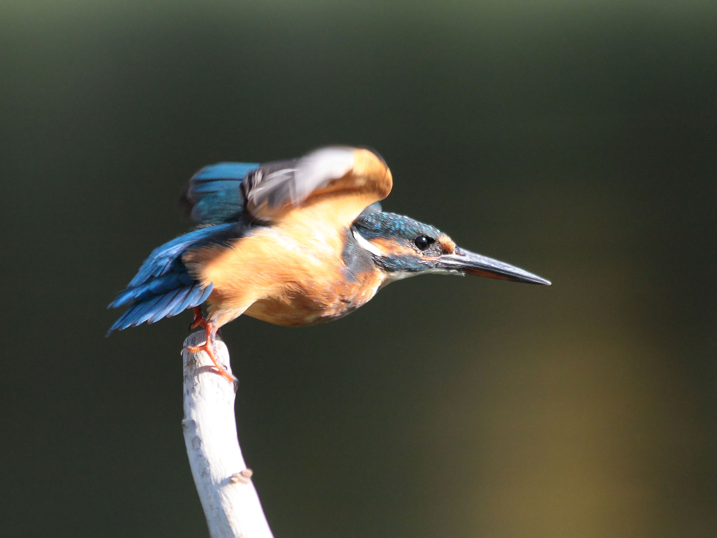 Kingfisher