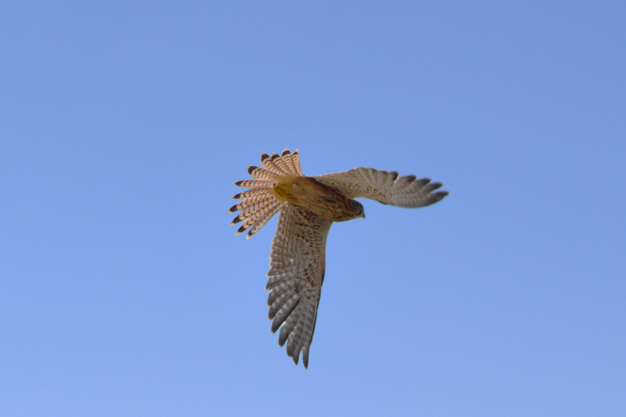 Primissima esperienza di foto in volo.