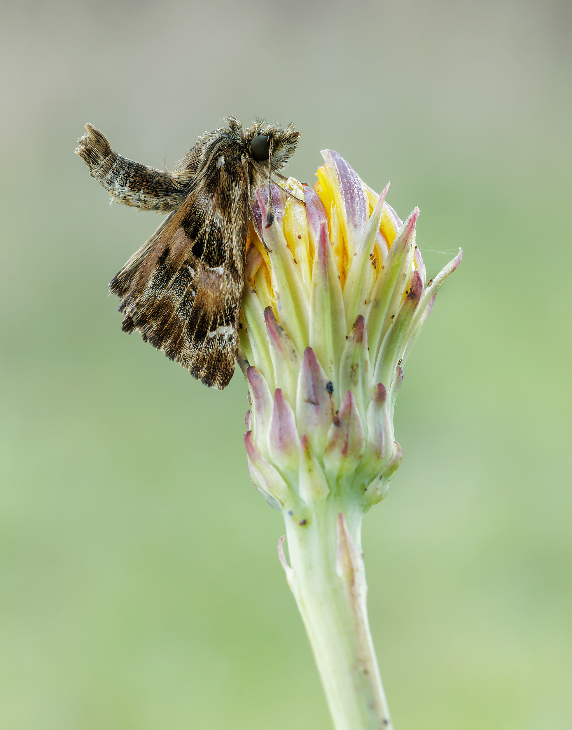 Carcharodus alceae...