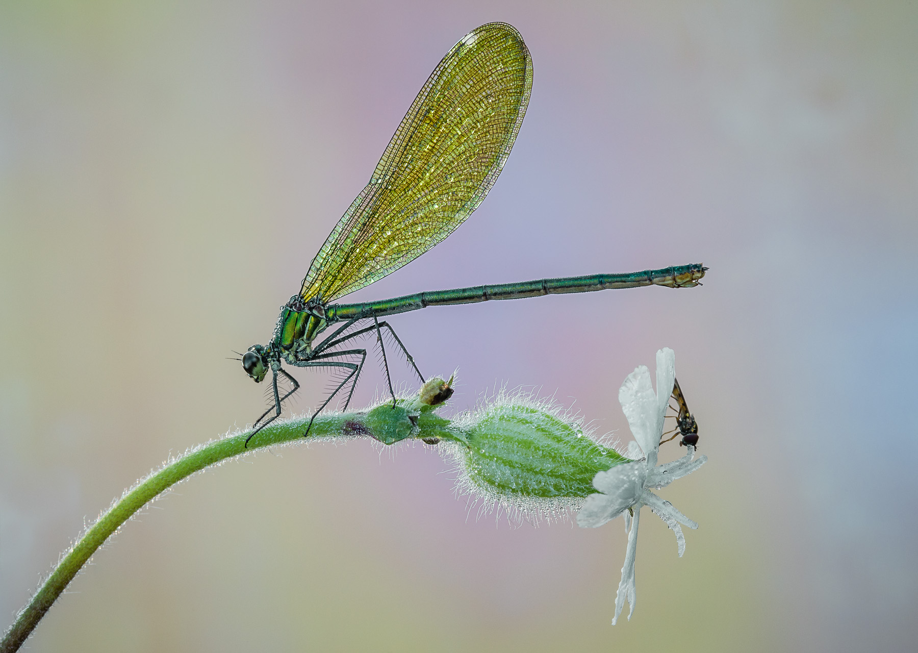 Una classica Splendens !!!