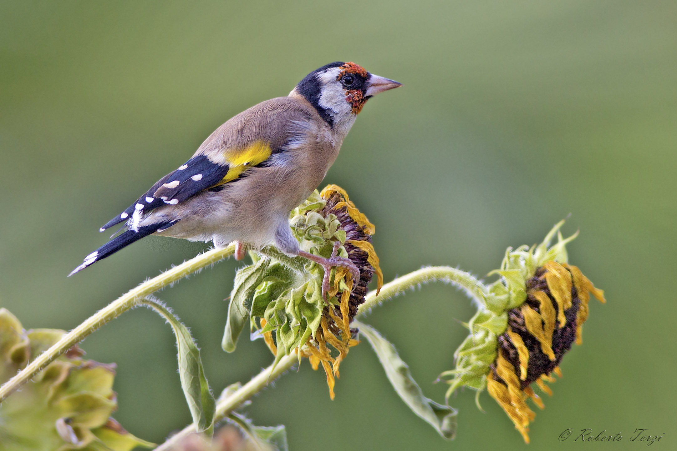 Goldfinch