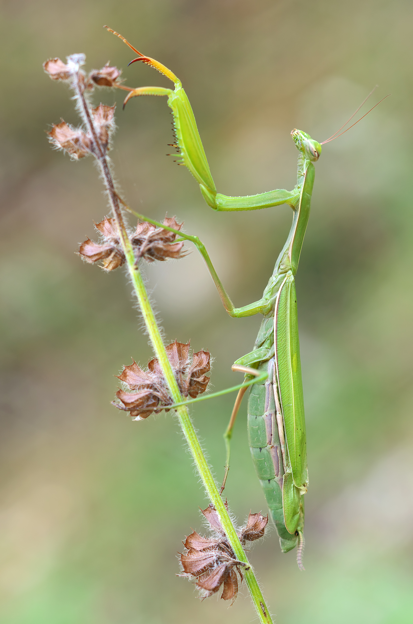 Mantis Religiosa