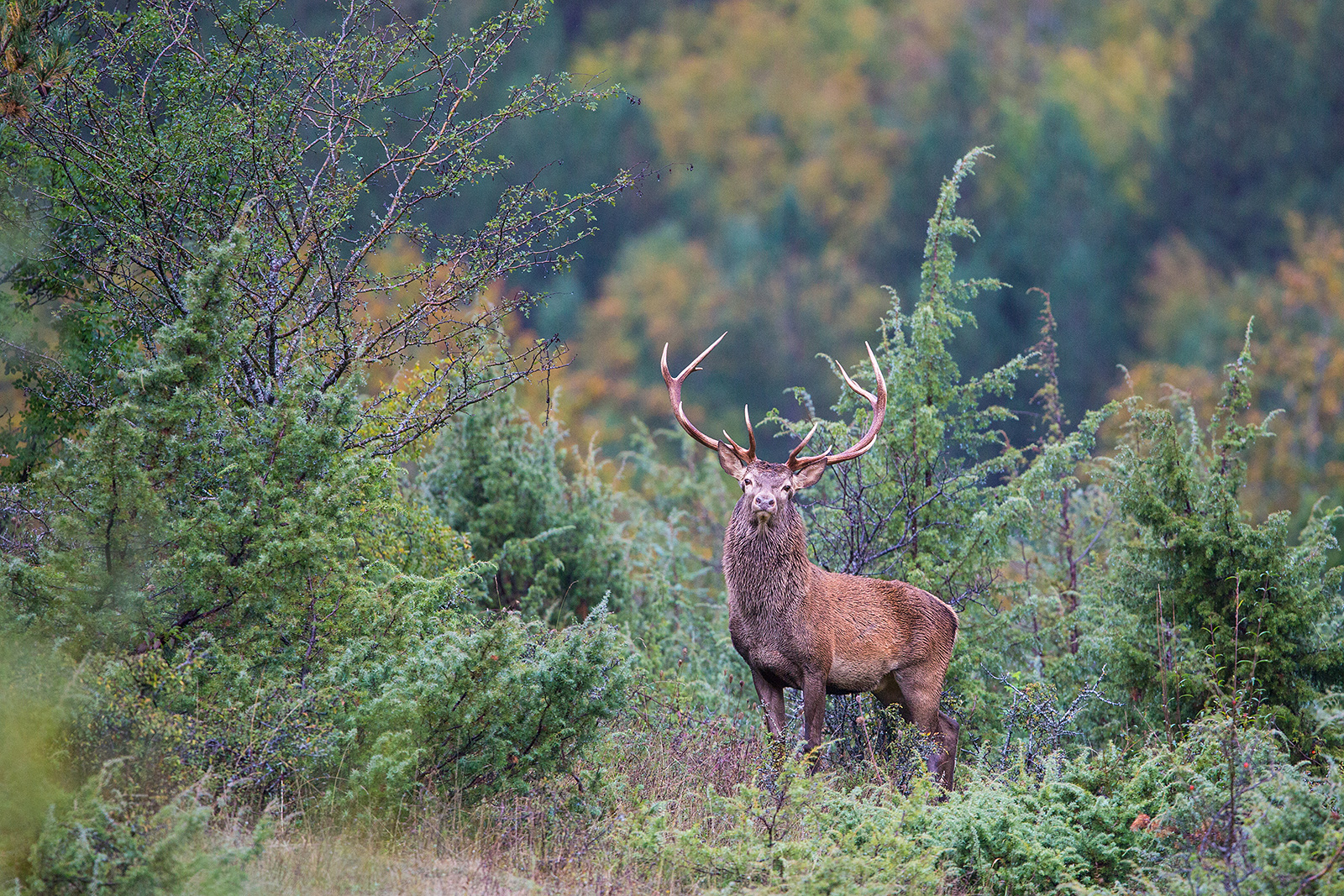 Bel Maschietto in the rain forest in the morning.