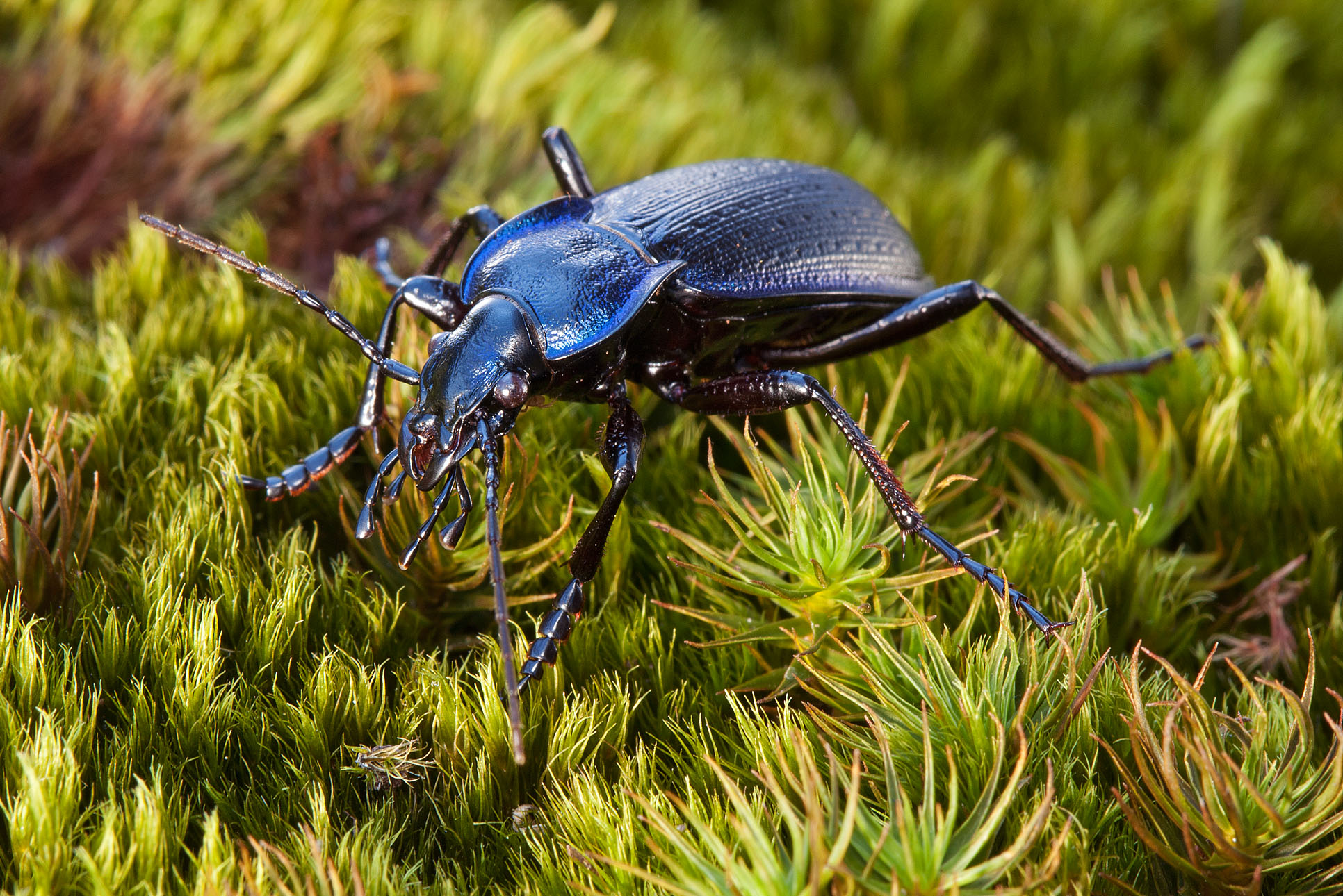 Problematicus Carabus (maschio)