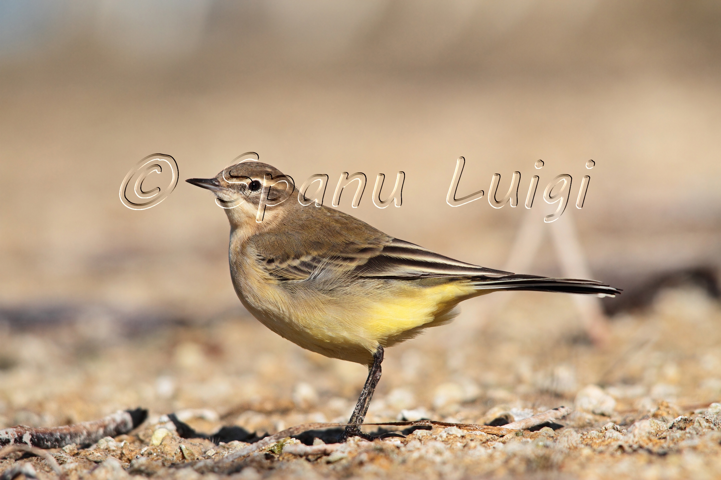 Yellow Wagtail
