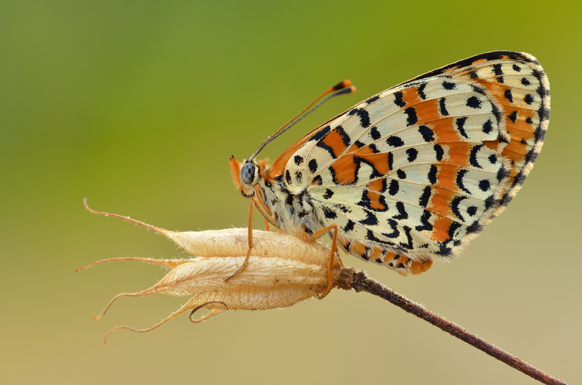 Melitaea