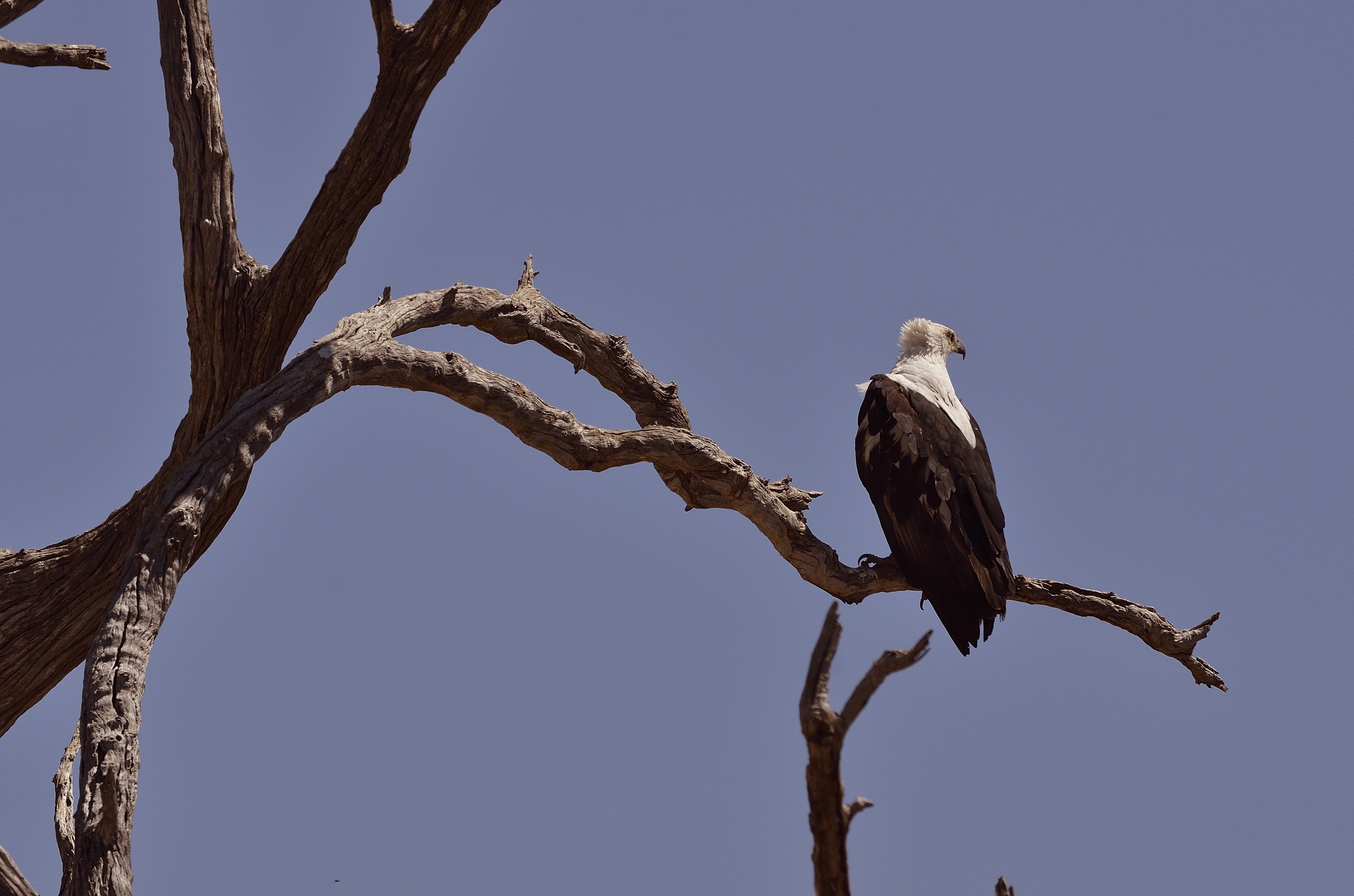 fish eagle
