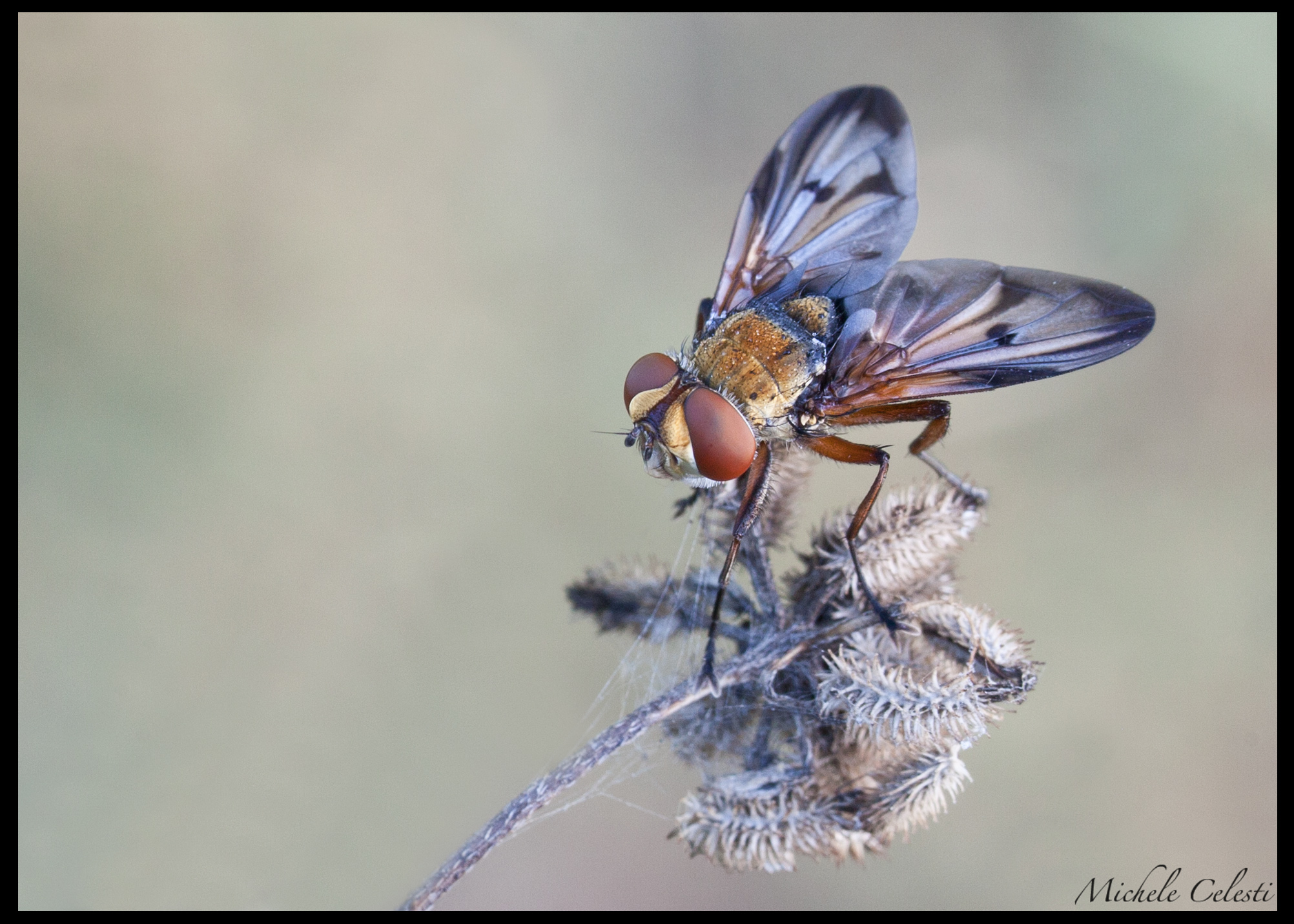 Even a fly can become a beautiful model