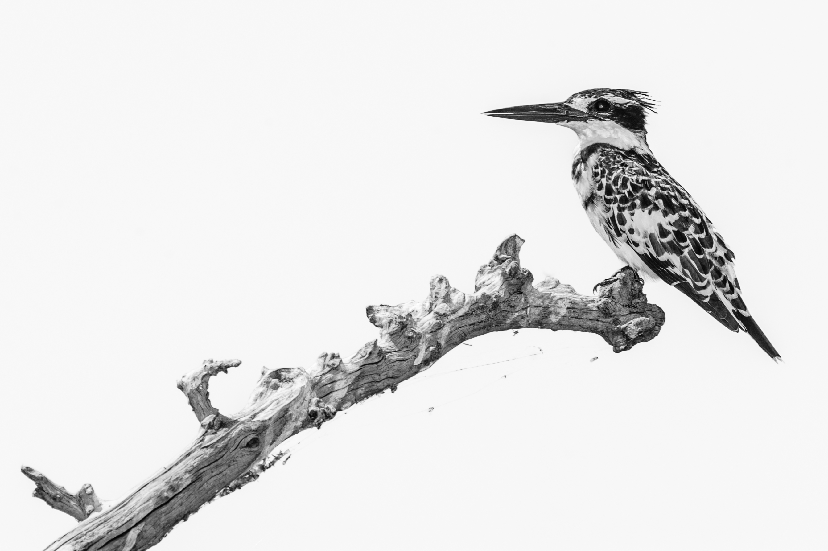 Pied Kingfisher