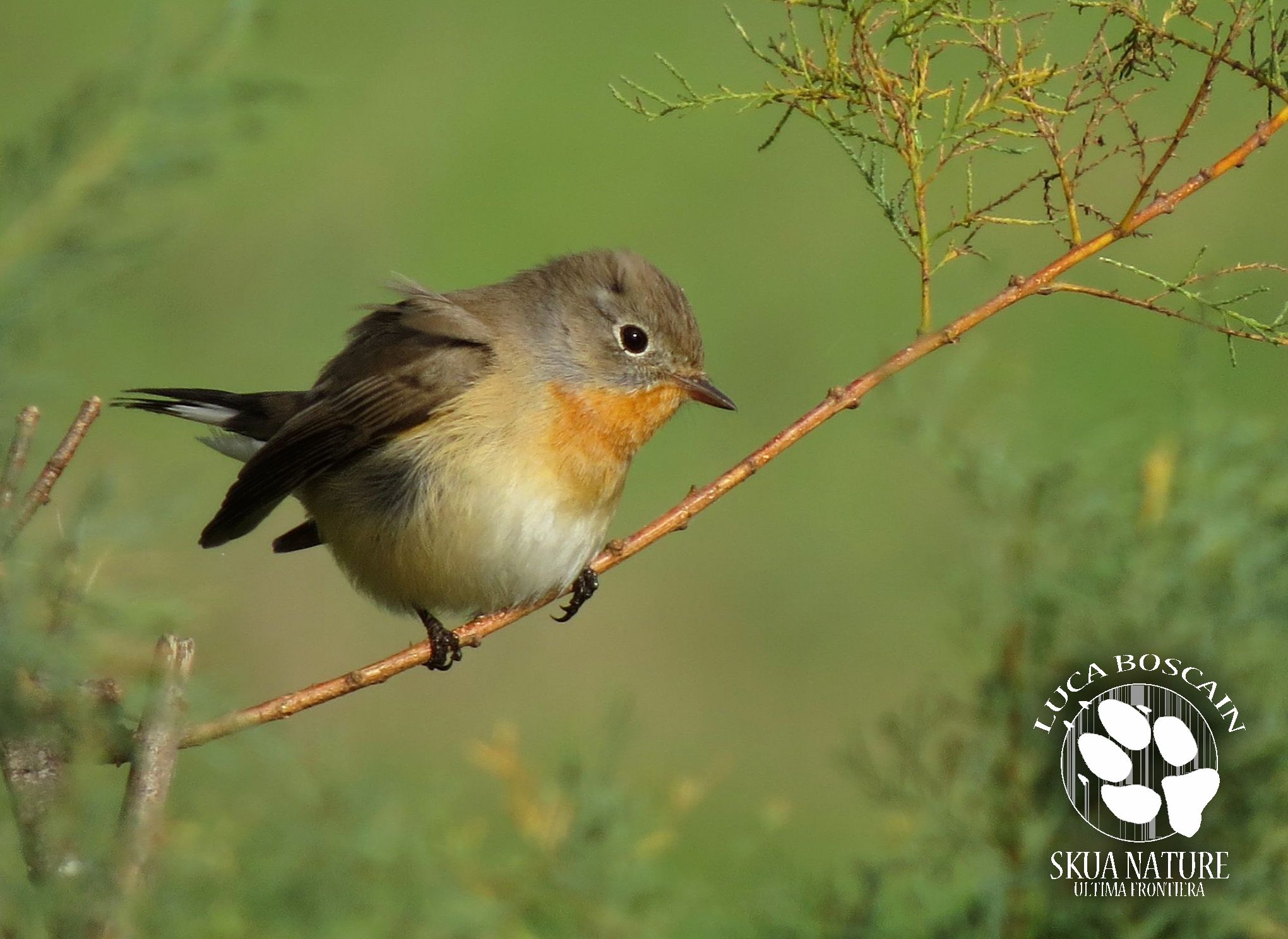 Pigliamosche pettirosso maschio