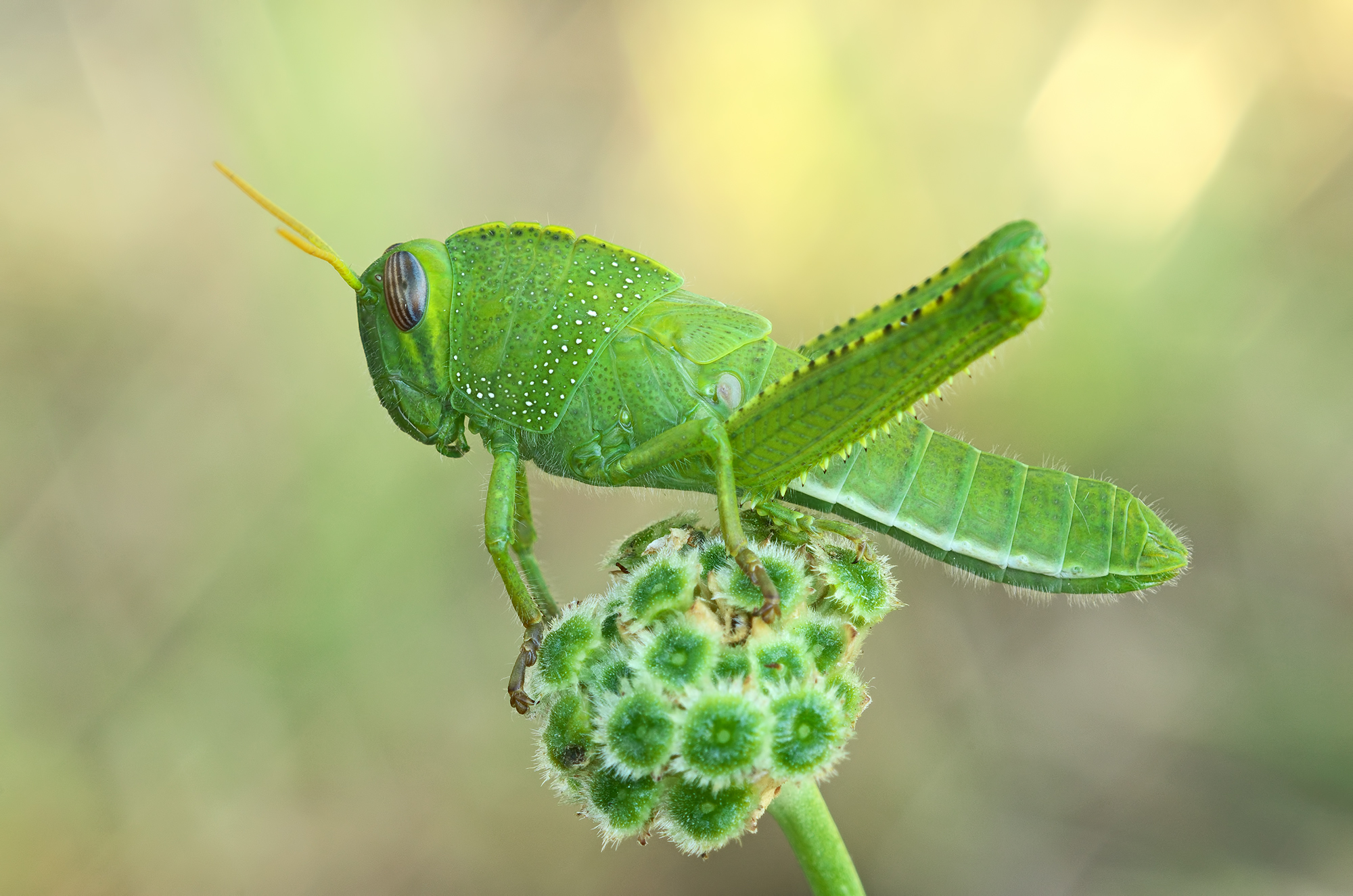 Anacridium aegyptium