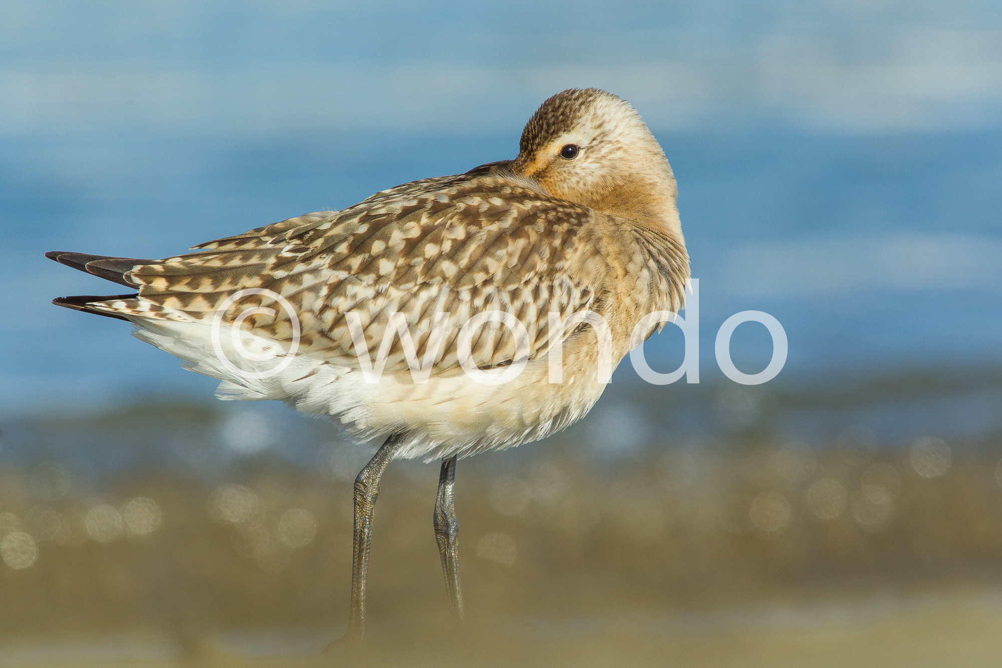 Godwit at rest