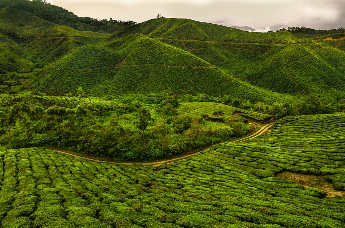Malesia - Caremon Island - Piantagione di tè