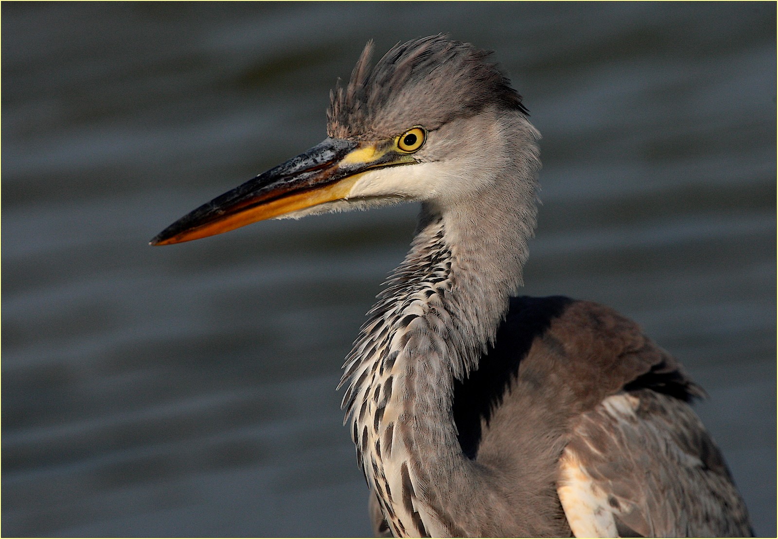 ,, airone cenerino ,,