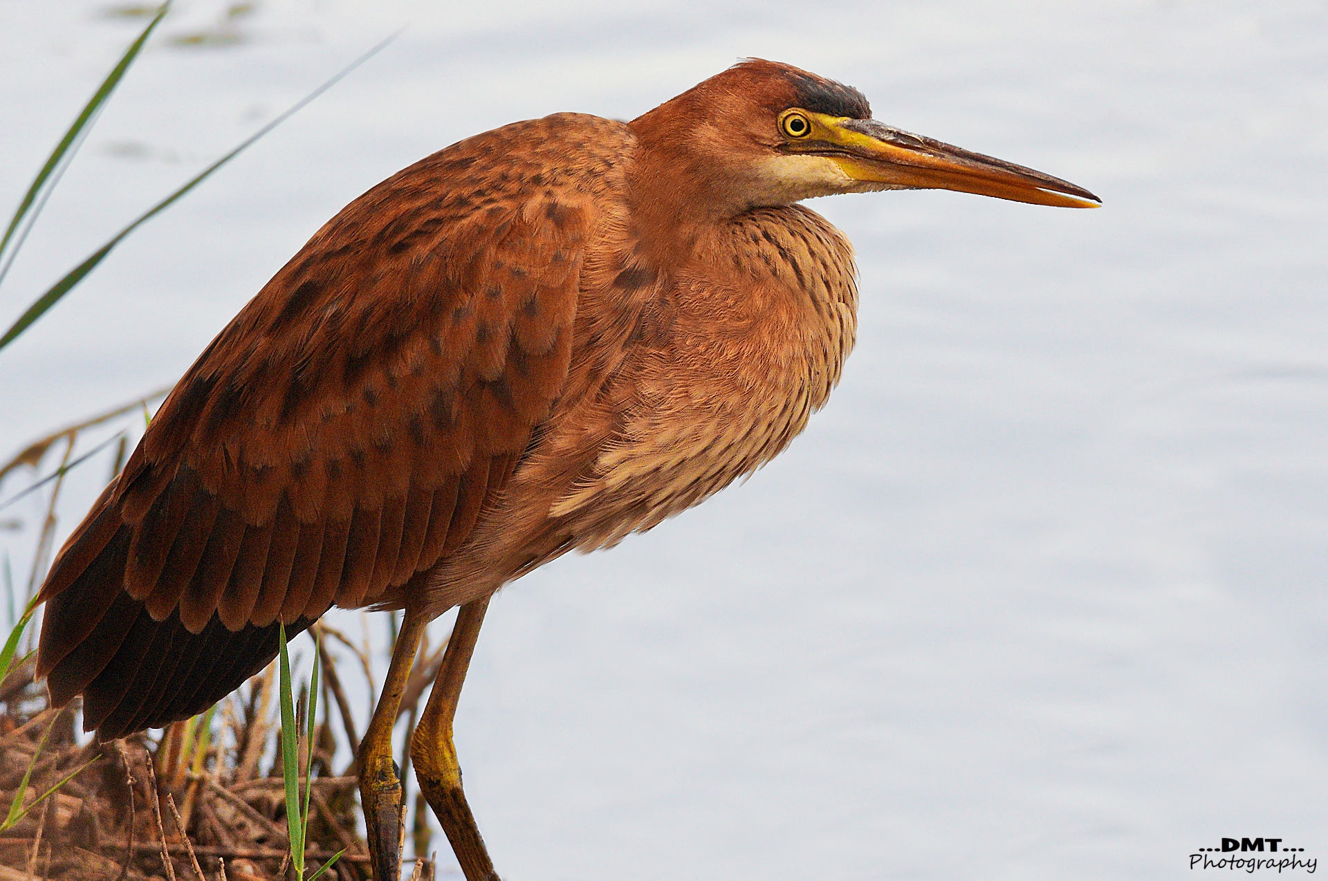 Portrait young Red ..