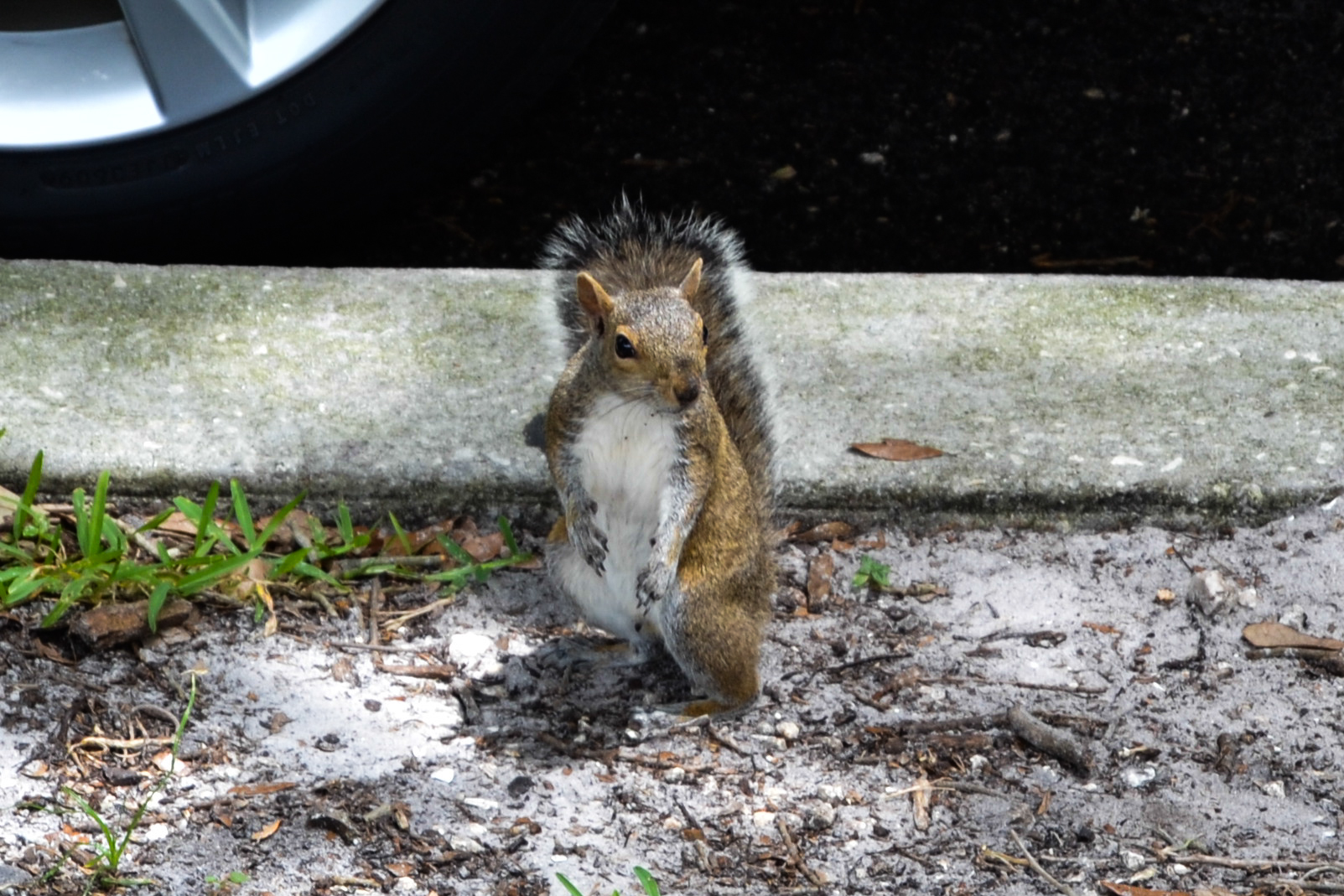 Squirrel in St Petersburg - Florida