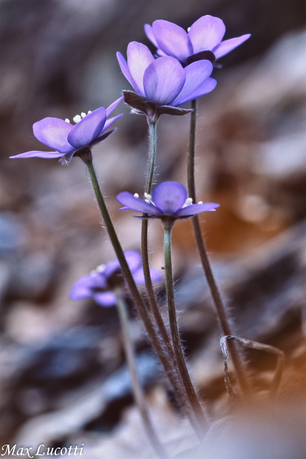 Macro flowers (Velvia)