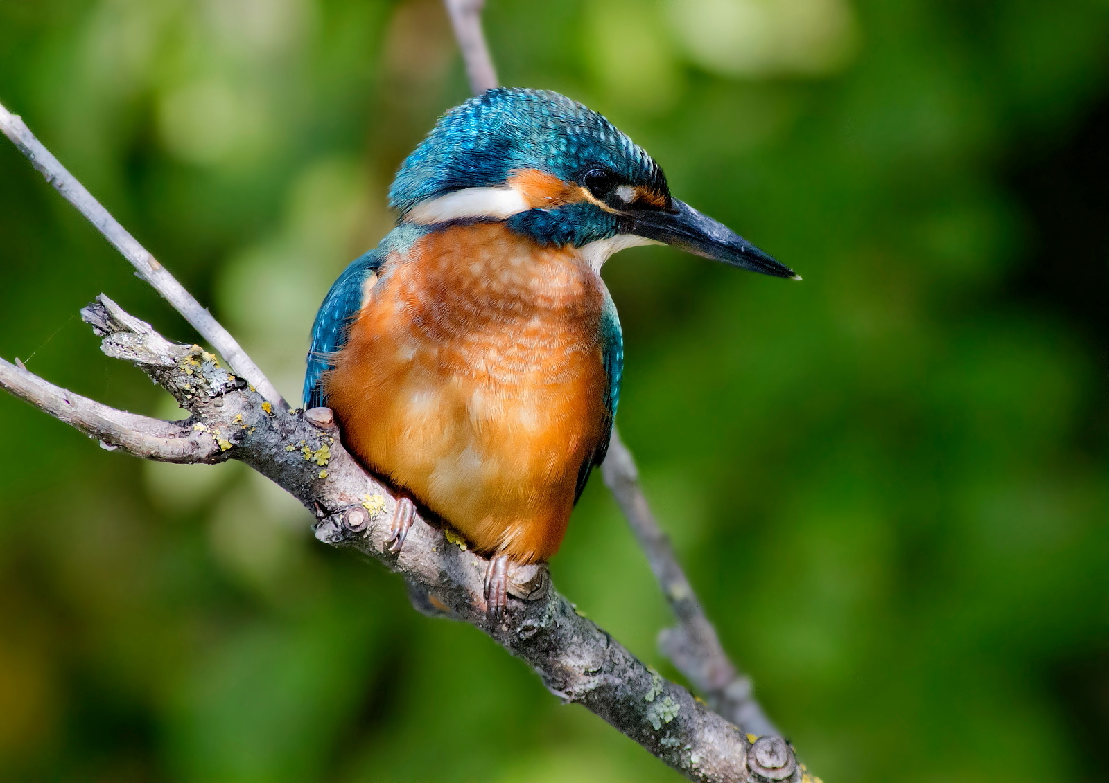 Martin Pescatore In Verde