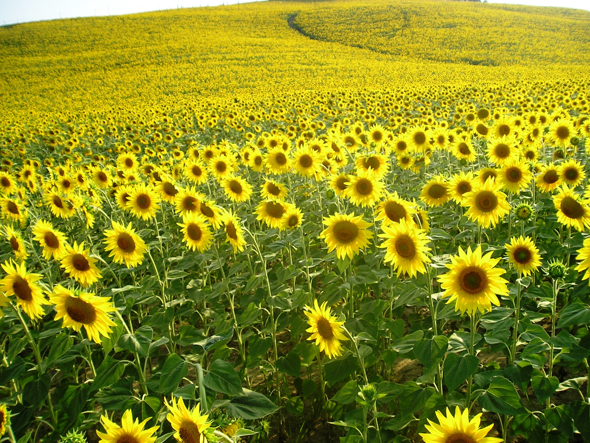 Sunflowers of the Sienese hills.
