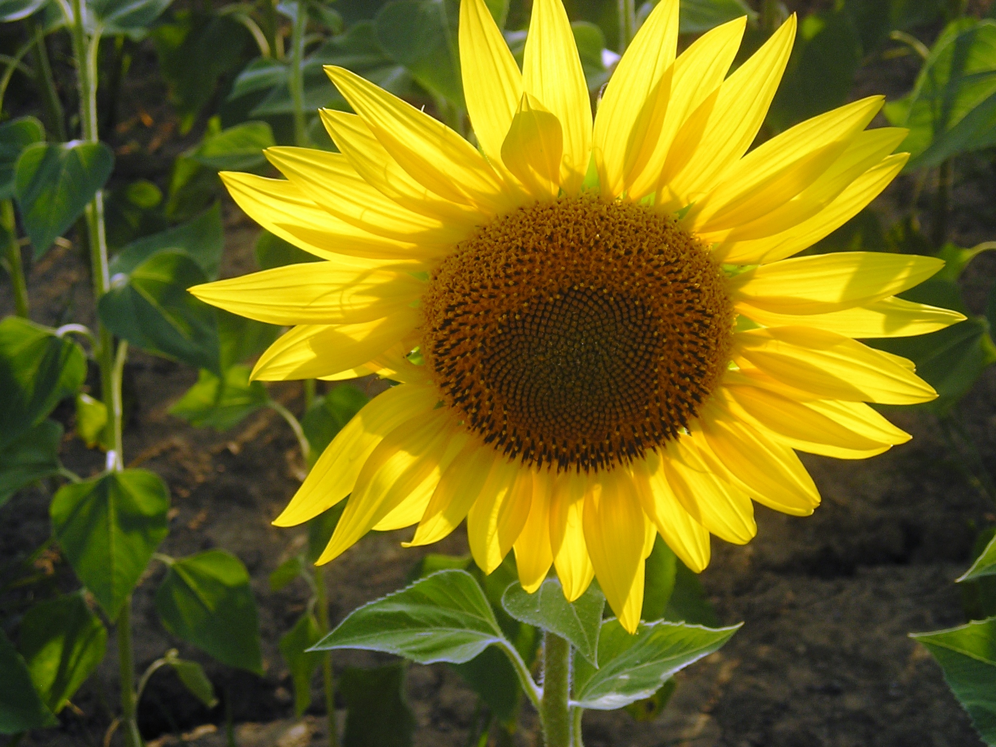 Close up of sunflower Siena.