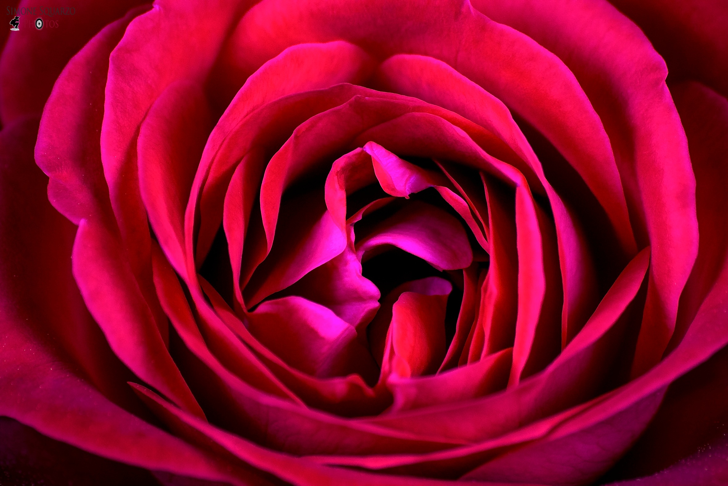 In the middle of the Rose