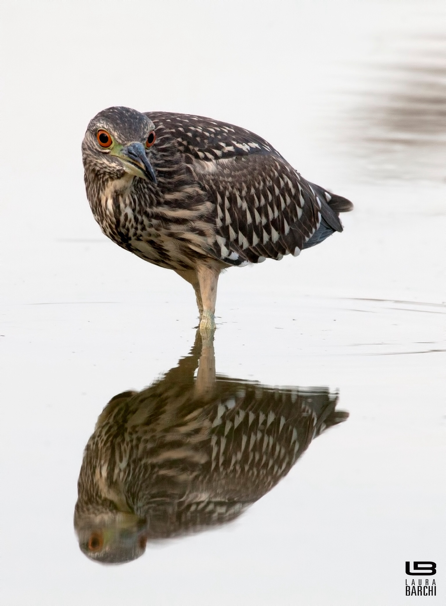 Spaventosa giovane Nitticora riflessa
