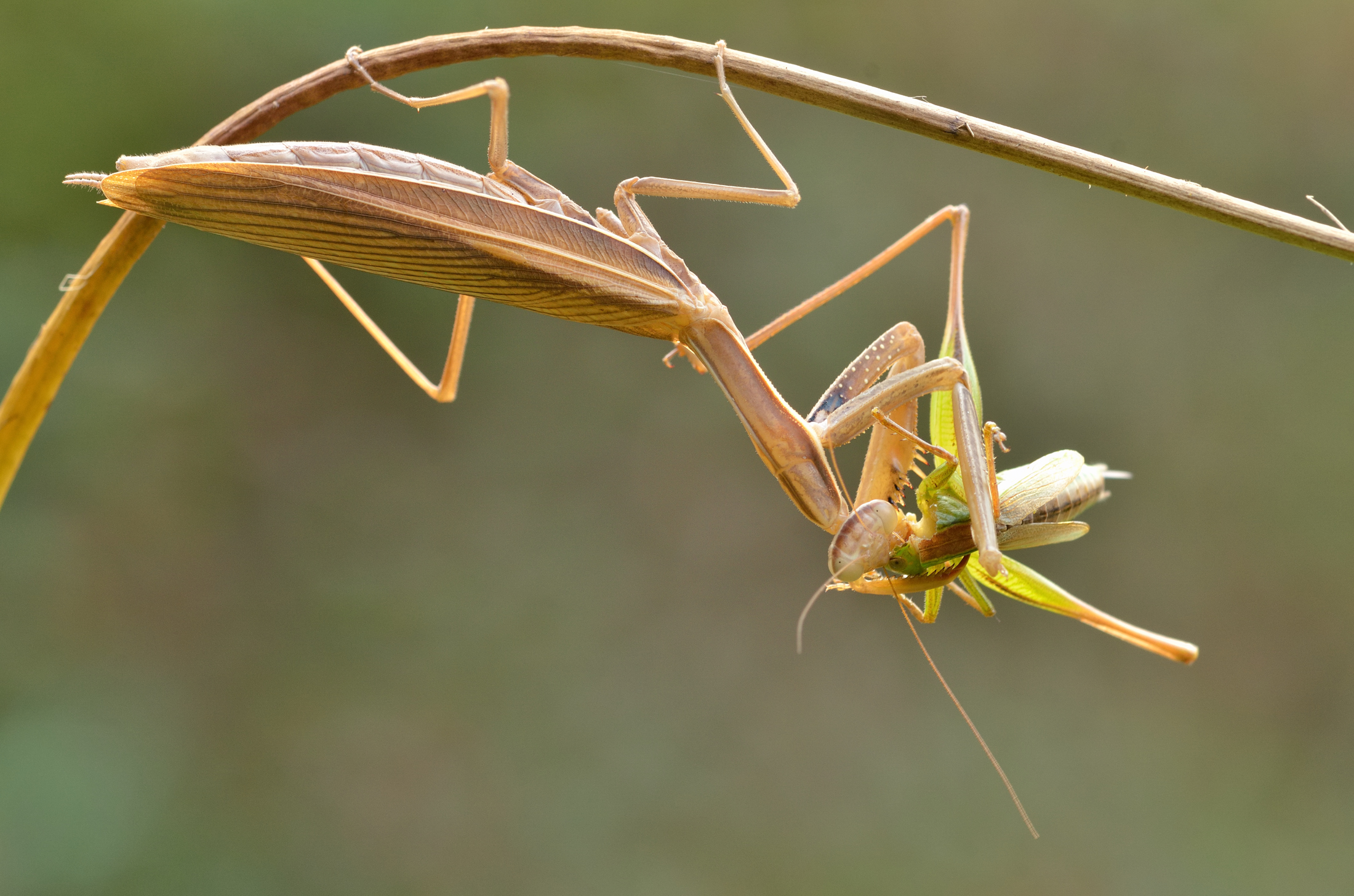 Look death in the face