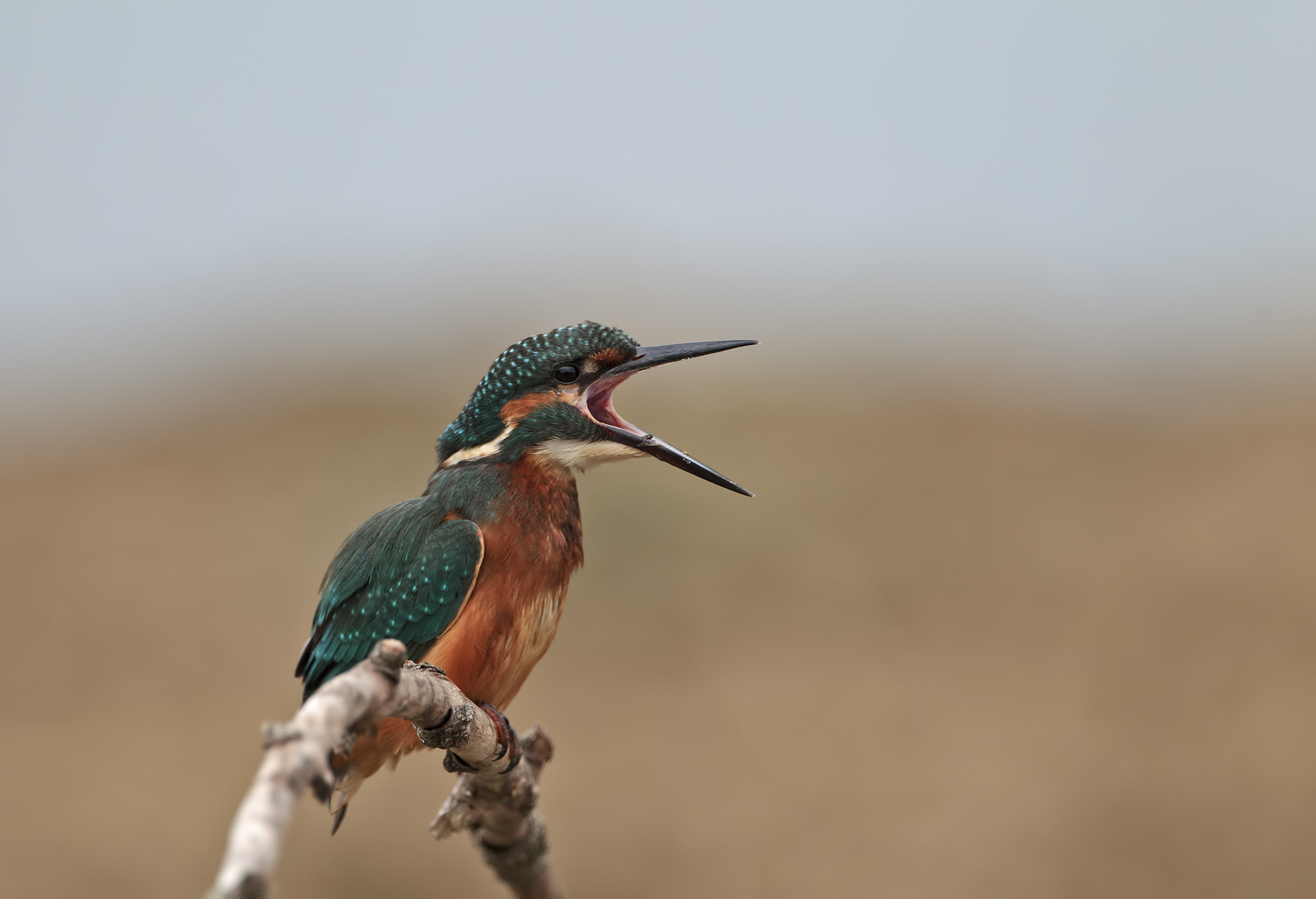 Yes, I say to you, photographer ....