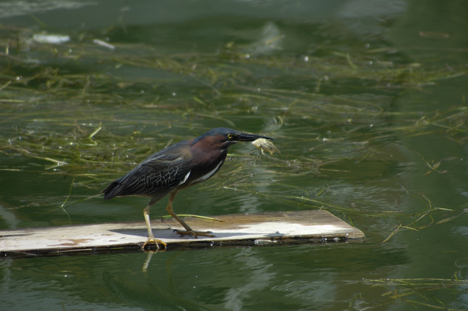 Airone verde - Butorides virescens