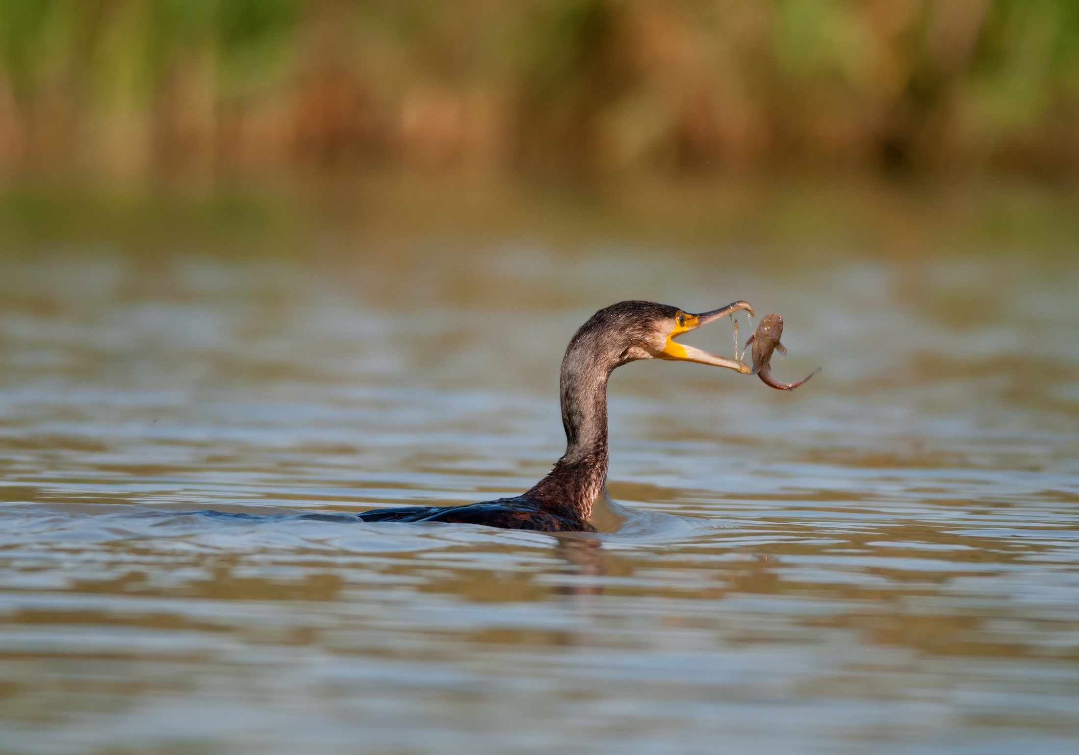 Cormorant with prey