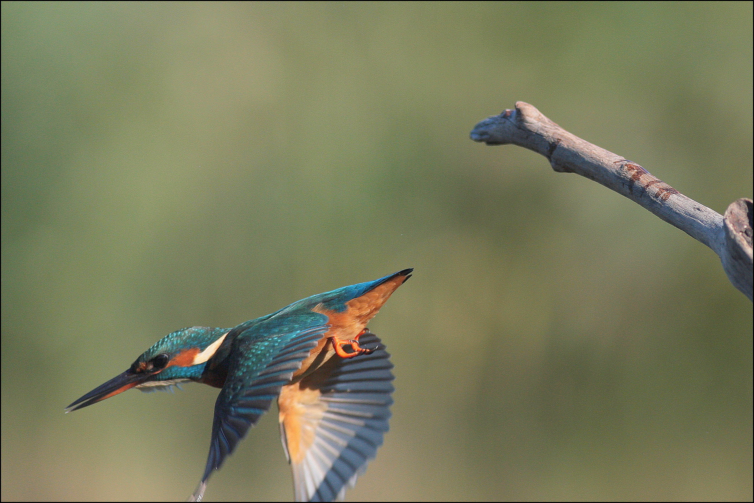 martin pescatore femmina-Alcedo atthis-kingfisher
