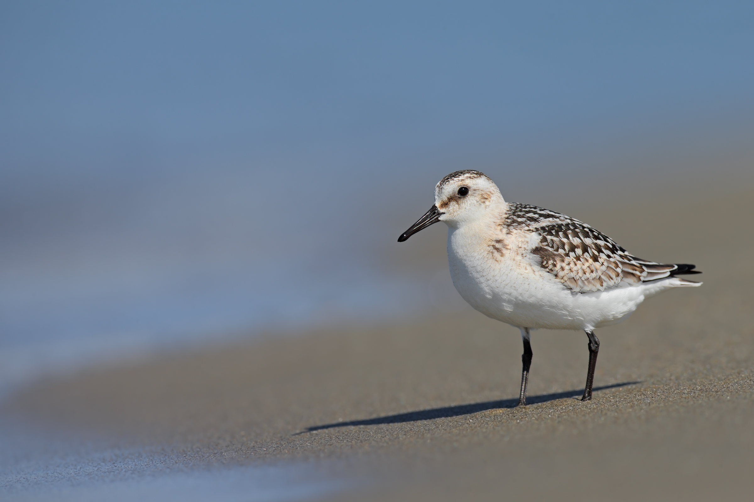 Piovanello tridattilo