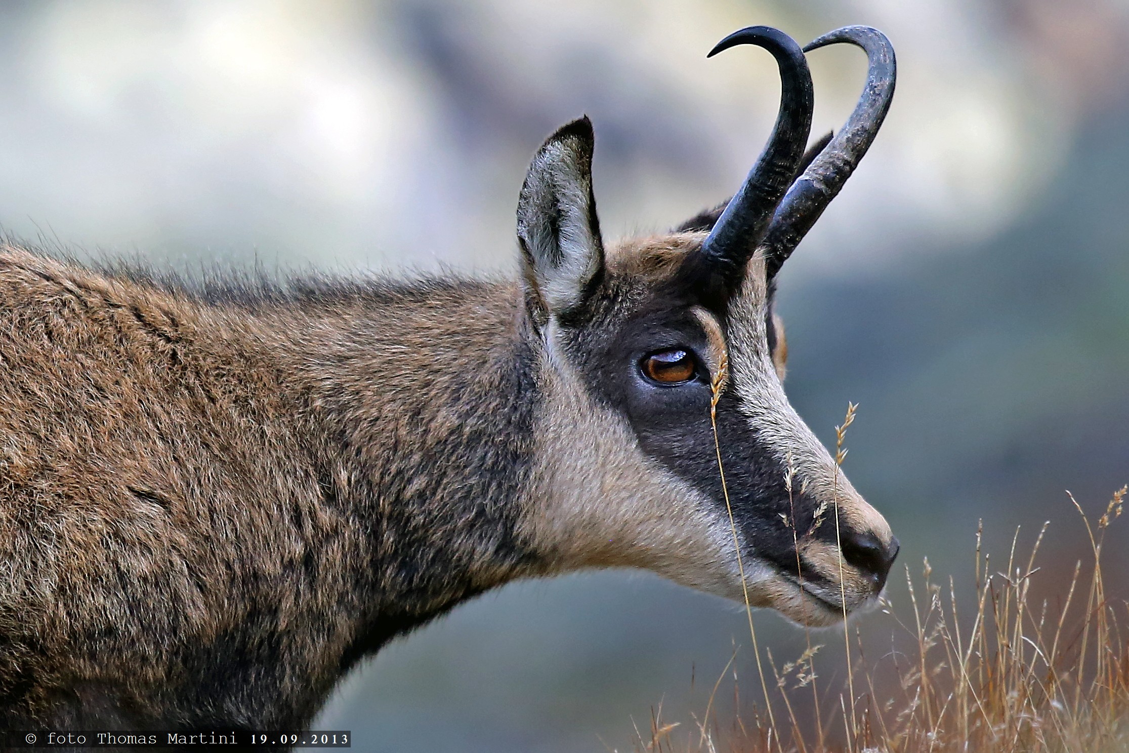 Nascosto dietro un filo d'erba