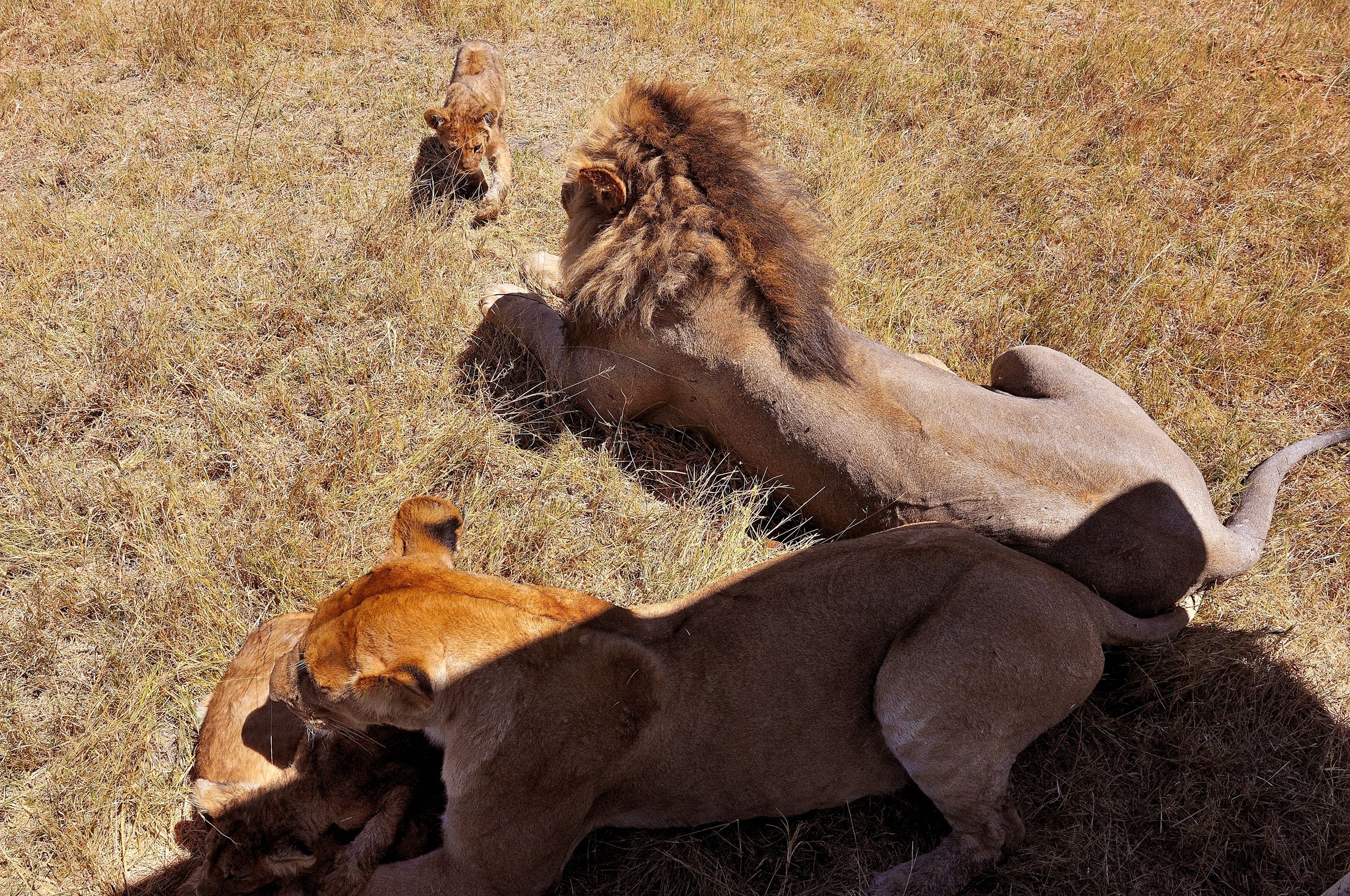 all'ombra della jeep