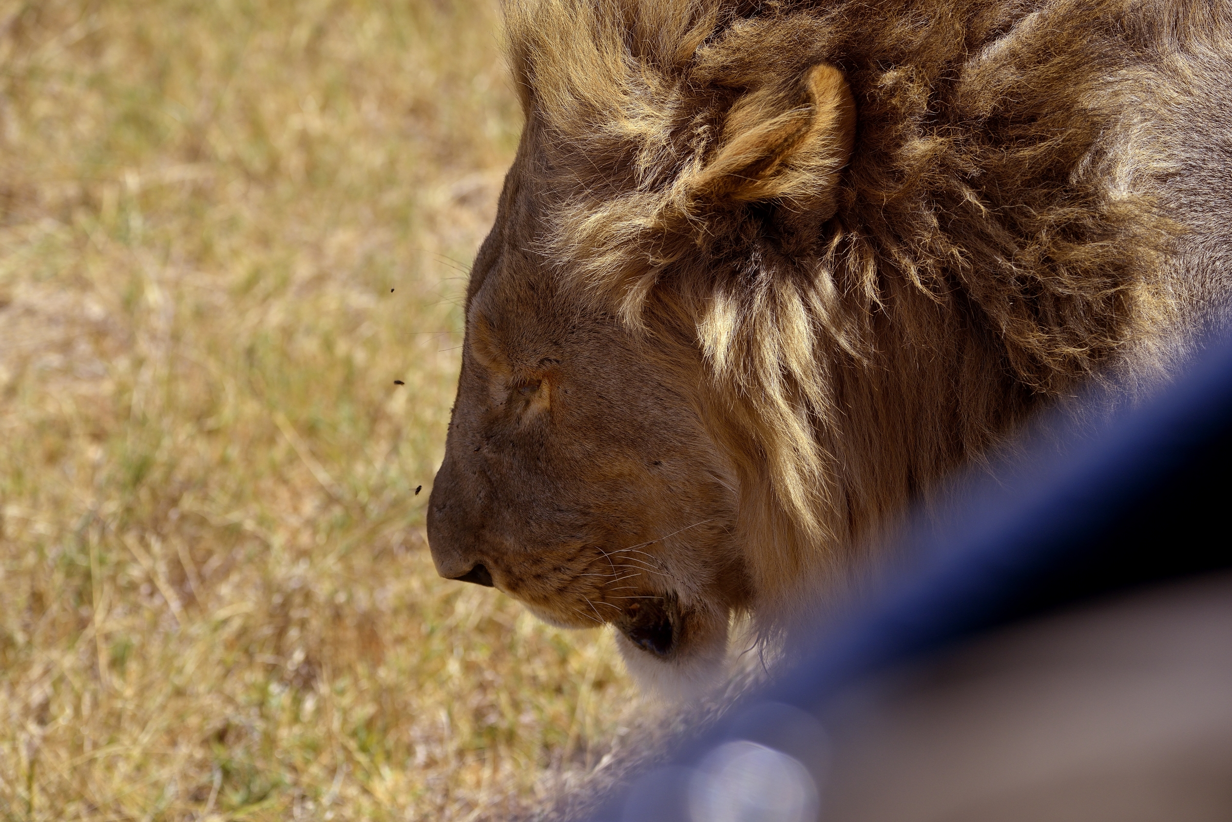 a mezzo metro della jeep
