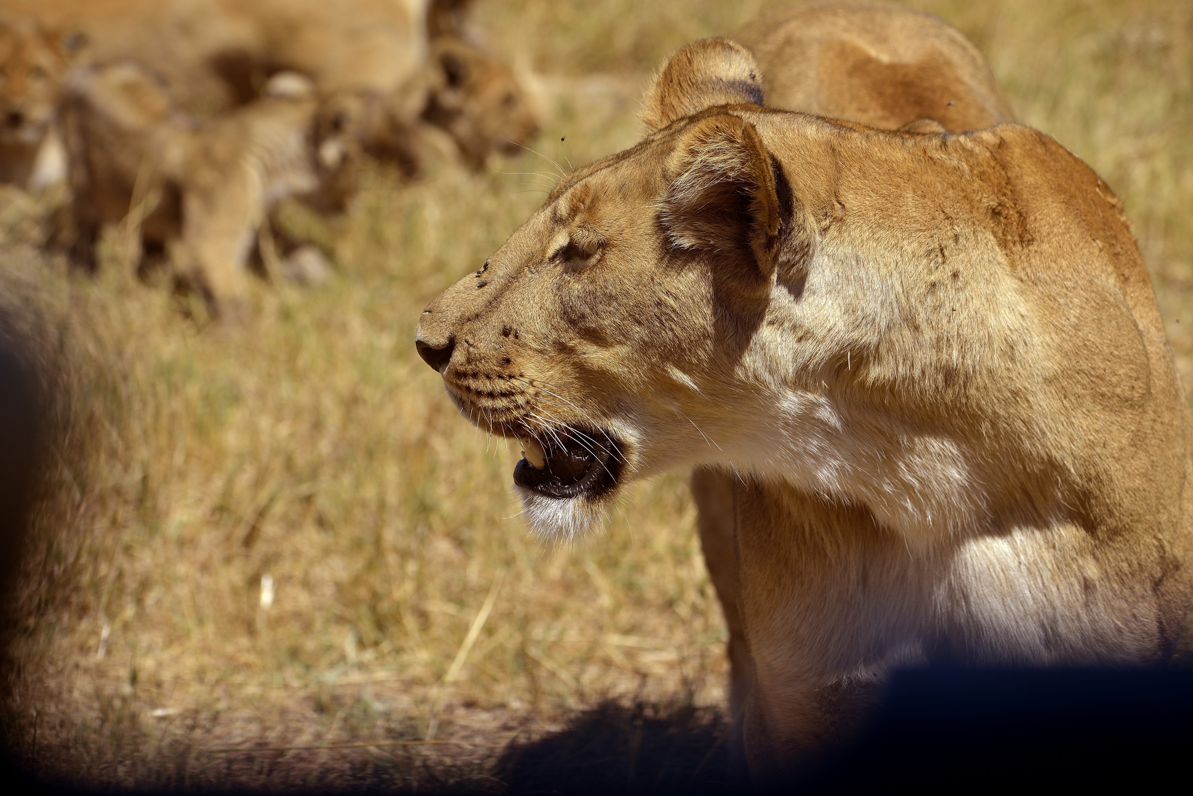 a mezzo metro della jeep