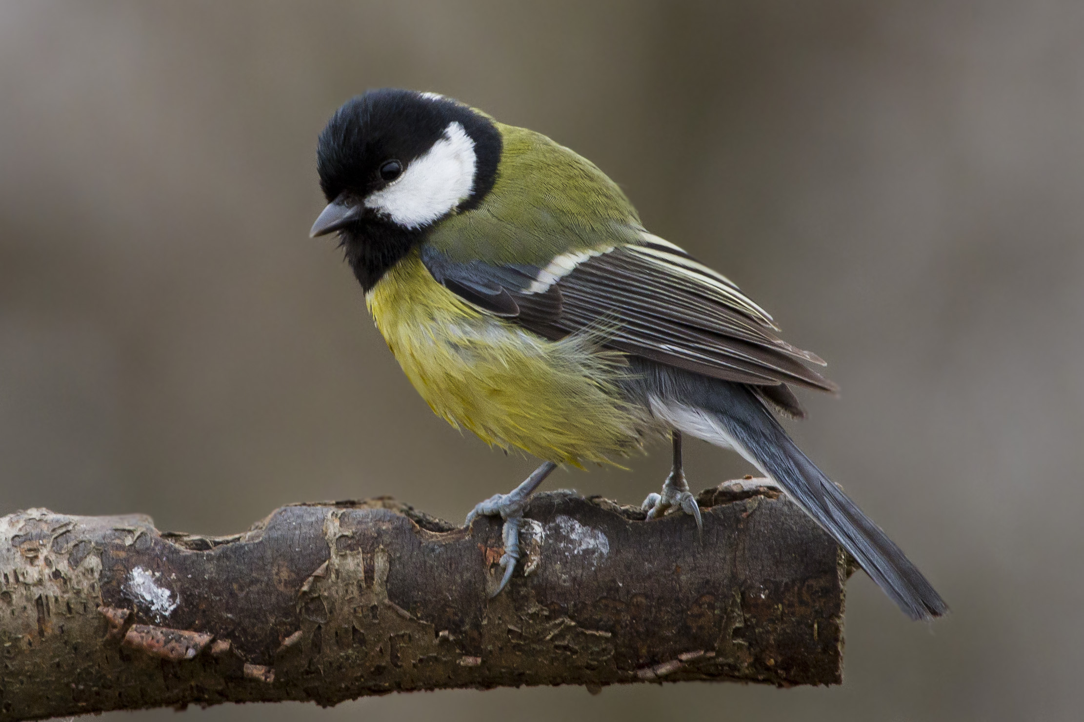 Una giornata piovosa sul trespolo