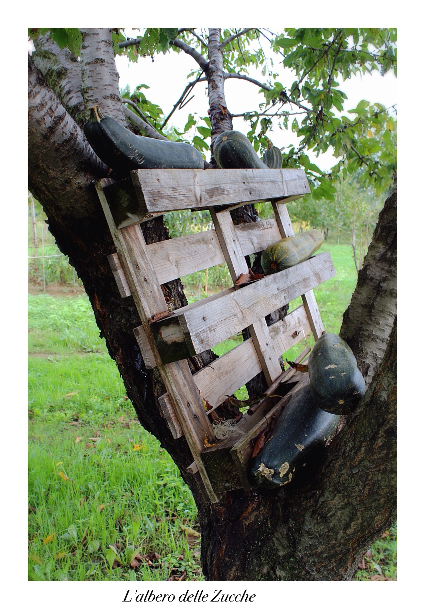 L'albero delle Zucche