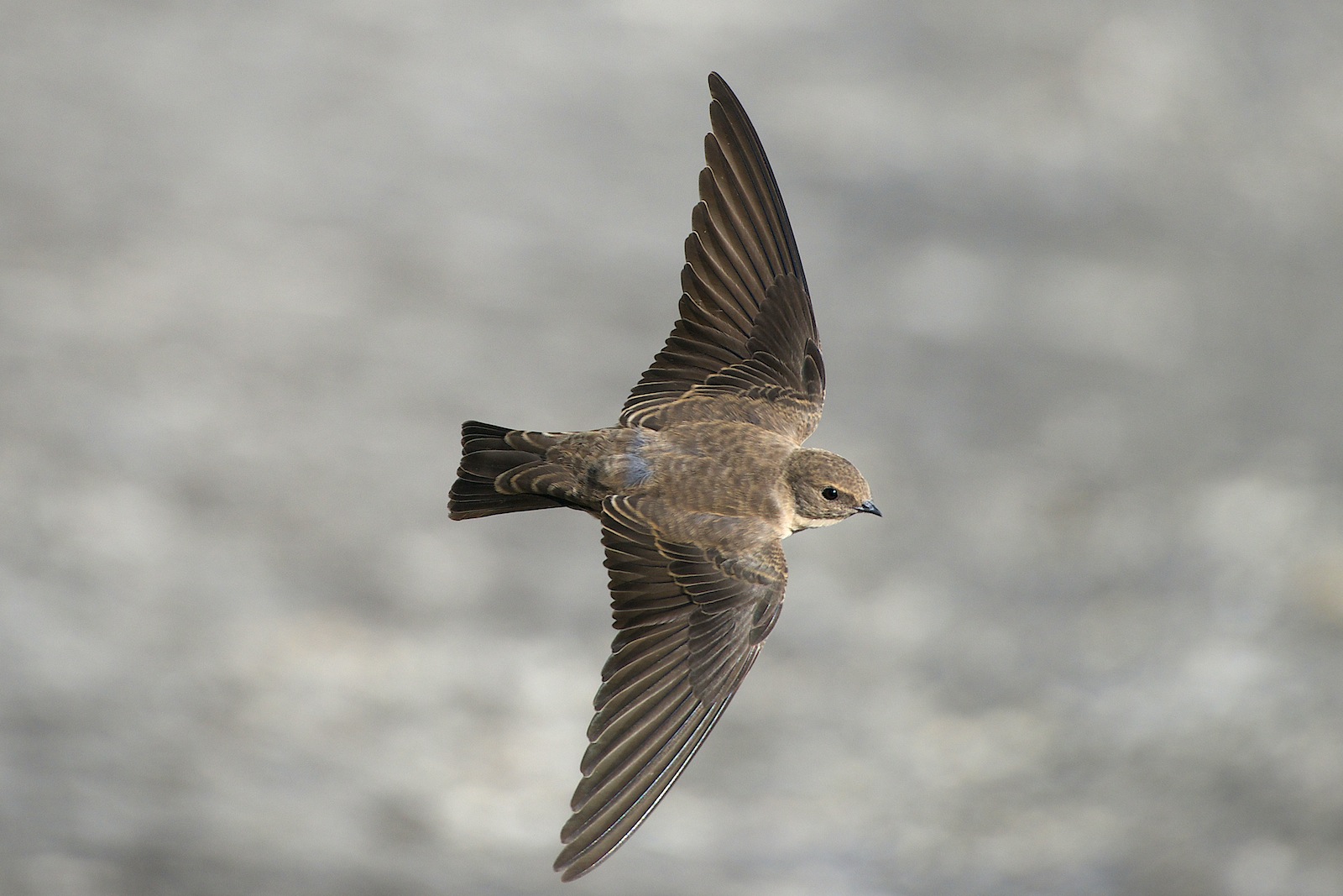 I topini di Ridracoli