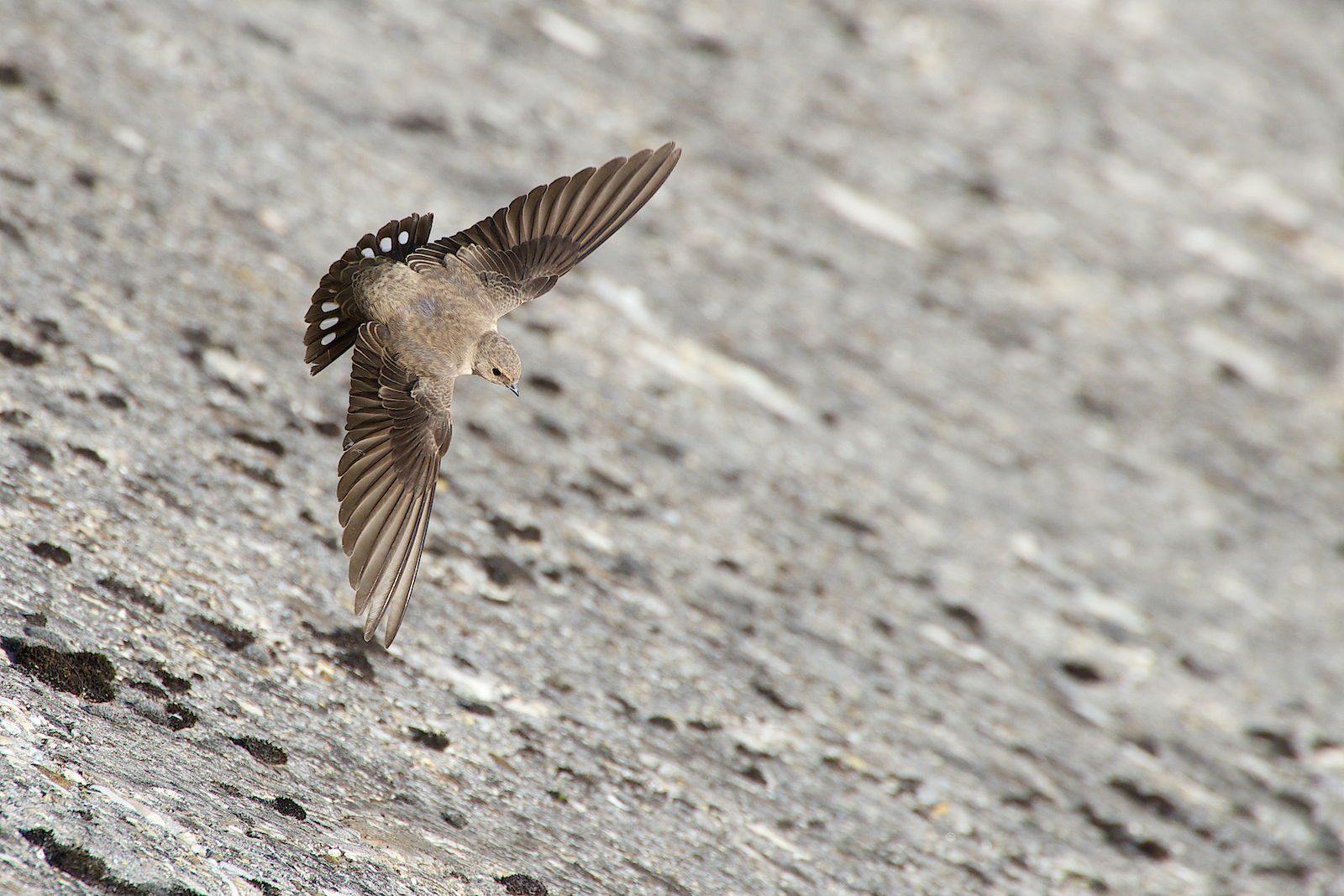 I topini di Ridracoli