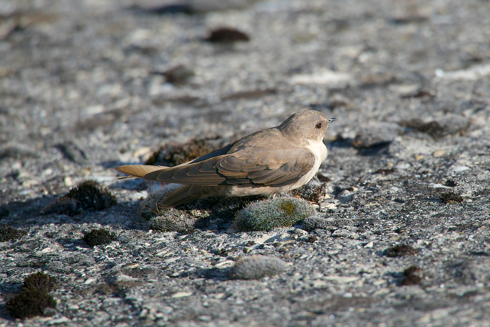 I topini di Ridracoli