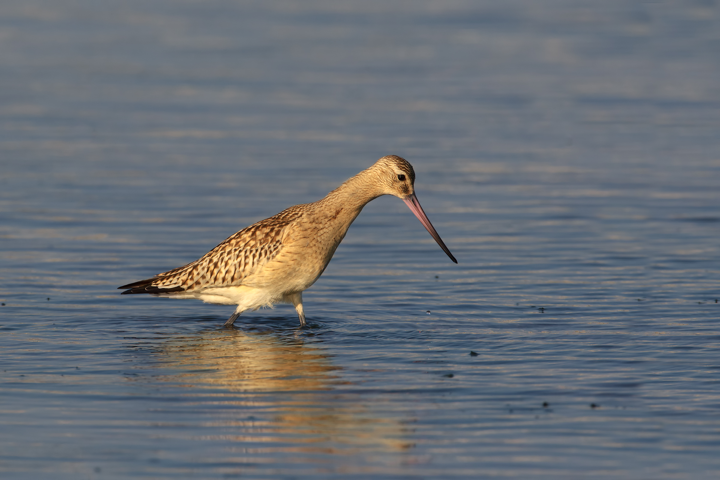 Bar-tailed Godwit