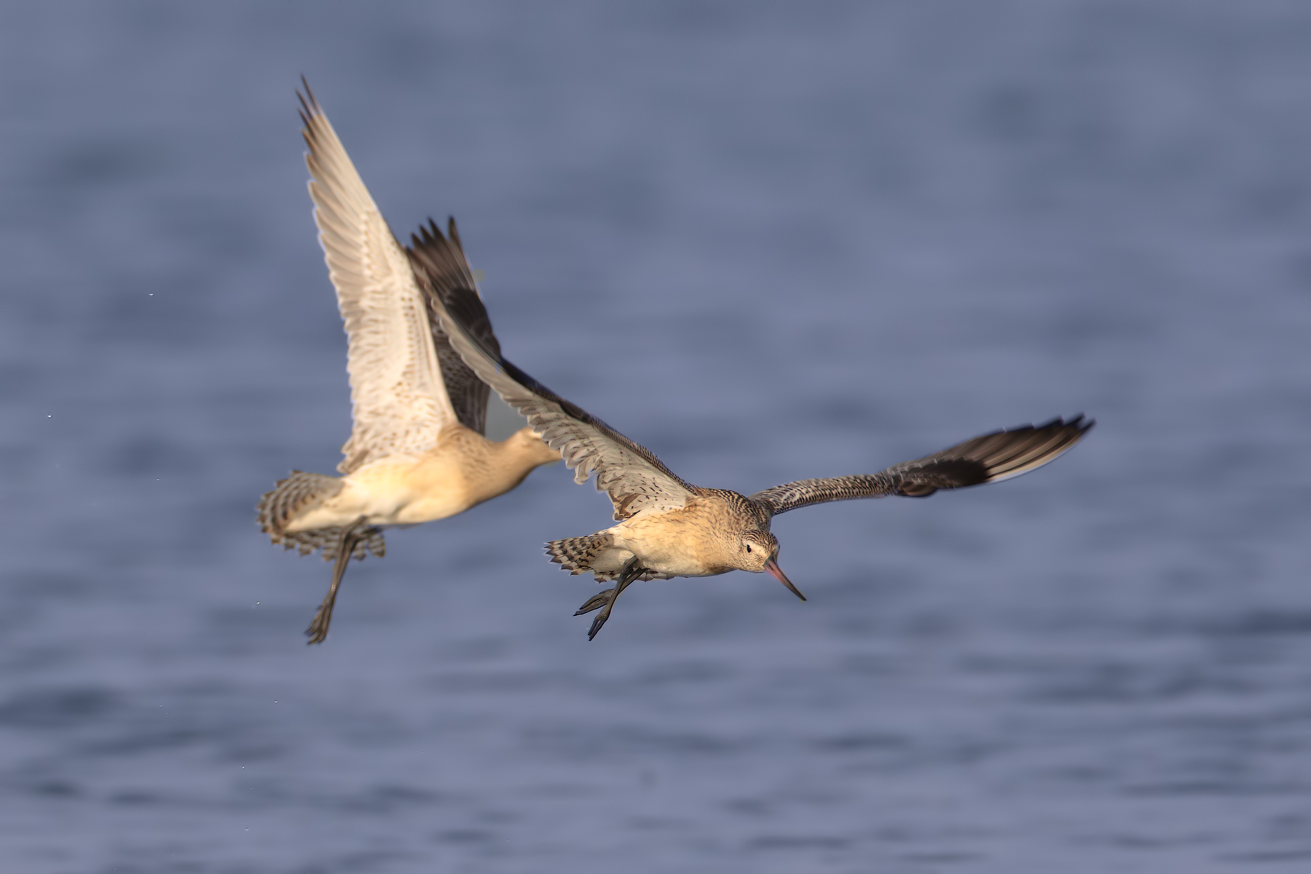 Black-tailed Godwit in flight