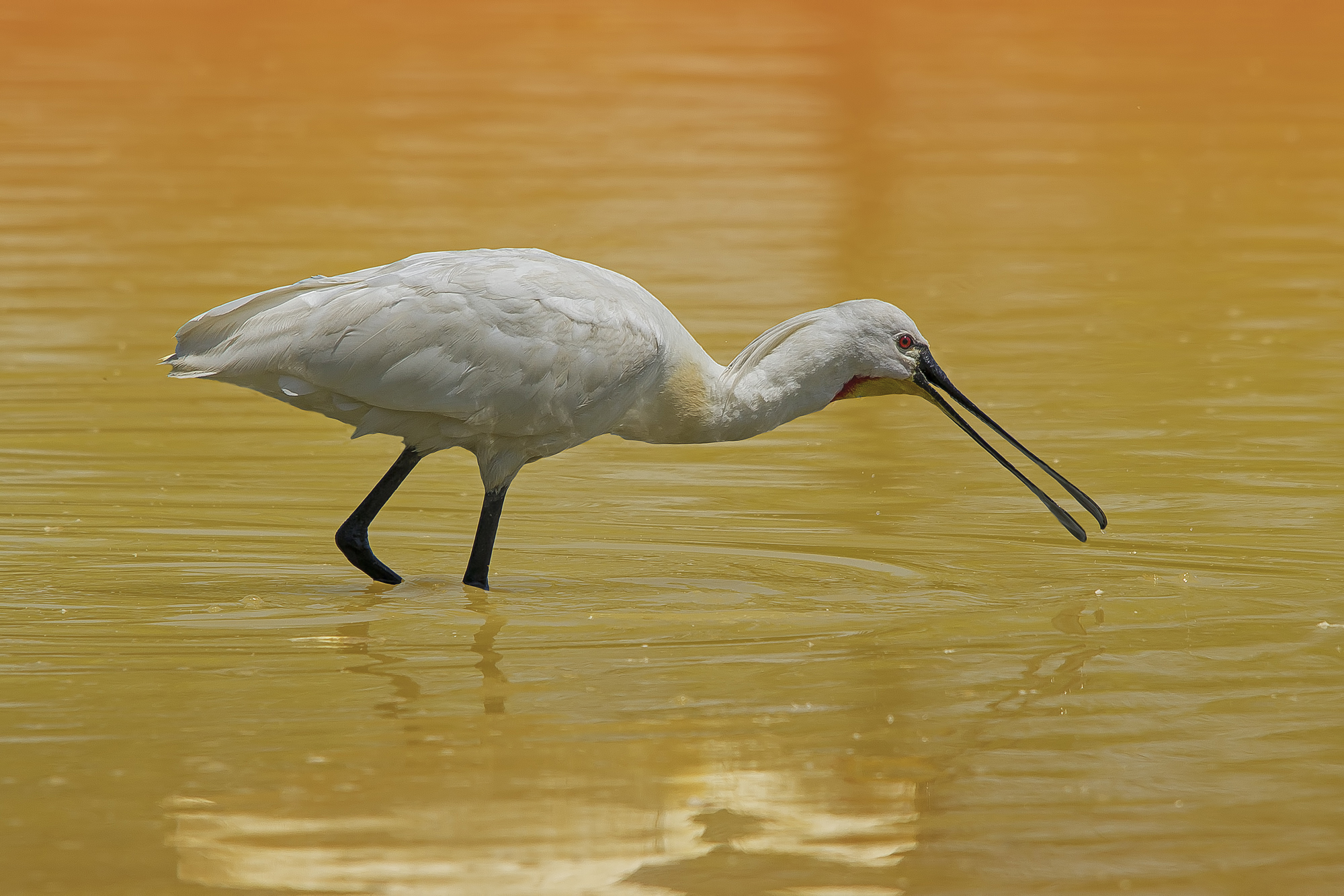 Spoonbill at sunset artificial.